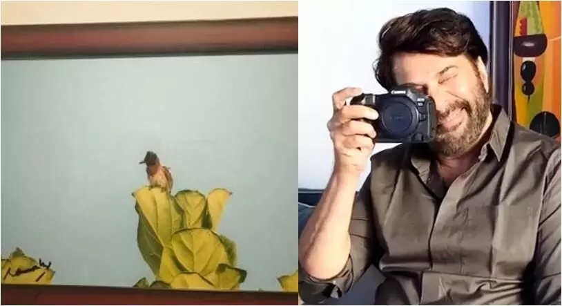 മമ്മൂട്ടി എടുത്ത ബുൾബുൾ ചിത്രം ലേലത്തിന് മമ്മൂട്ടി എടുത്ത ബുൾബുൾ ചിത്രം ലേലത്തിന്