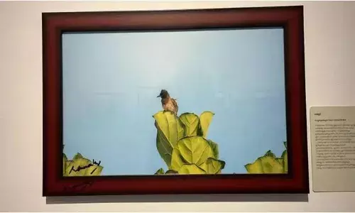 മമ്മൂട്ടിയുടെ ബുൾബുൾ ചിത്രം സ്വന്തമാക്കി കോട്ടക്കൽ സ്വദേശി മമ്മൂട്ടിയുടെ ബുൾബുൾ ചിത്രം സ്വന്തമാക്കി കോട്ടക്കൽ സ്വദേശി