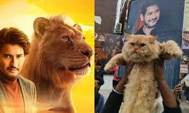 സിംഹക്കുട്ടിയെ കിട്ടിയില്ലെങ്കിൽ എന്താ പകരം പൂച്ചക്കുട്ടിയെ ഇറക്കി മഹേഷ് ബാബു ആരാധകർ  ...